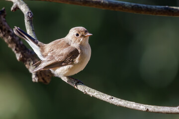 尻尾が可愛いニシオジロビタキ（ヒタキ科）。

日本国埼玉県北葛飾郡、まつぶし緑の丘公園にて。
2023年12月30日撮影。

Lovely Red-breasted flycatcher (Ficedula parva, family comprising flycatcher) with a cute tail.

At Matsubushi midorinooka park, Kitakats