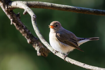 尻尾が可愛いニシオジロビタキ（ヒタキ科）。

日本国埼玉県北葛飾郡、まつぶし緑の丘公園にて。
2023年12月30日撮影。

Lovely Red-breasted flycatcher (Ficedula parva, family comprising flycatcher) with a cute tail.

At Matsubushi midorinooka park, Kitakats