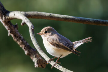 尻尾が可愛いニシオジロビタキ（ヒタキ科）。

日本国埼玉県北葛飾郡、まつぶし緑の丘公園にて。
2023年12月30日撮影。

Lovely Red-breasted flycatcher (Ficedula parva, family comprising flycatcher) with a cute tail.

At Matsubushi midorinooka park, Kitakats
