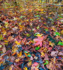 Autumn - Gum Swamp, Great Smoky Mountains National Park