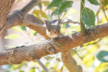 尻尾が可愛いニシオジロビタキ（ヒタキ科）。

日本国埼玉県北葛飾郡、まつぶし緑の丘公園にて。
2023年12月30日撮影。

Lovely Red-breasted flycatcher (Ficedula parva, family comprising flycatcher) with a cute tail.

At Matsubushi midorinooka park, Kitakats