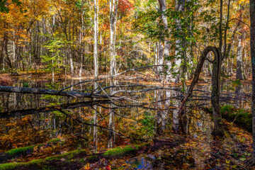 Gum Swamp, Cades Cove, Great Smoky Mountains National Park