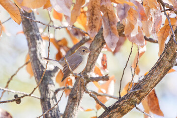 尻尾が可愛いニシオジロビタキ（ヒタキ科）。

日本国埼玉県北葛飾郡、まつぶし緑の丘公園にて。
2023年12月30日撮影。

Lovely Red-breasted flycatcher (Ficedula parva, family comprising flycatcher) with a cute tail.

At Matsubushi midorinooka park, Kitakats