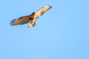 飛翔する美しいノスリ（タカ科）。

日本国埼玉県北葛飾郡、まつぶし緑の丘公園にて。
2023年12月30日撮影。

Beautiful Eastern Buzzard (Buteo japonicus, family comprising hawks) in flight.

At Matsubushi midorinooka park, Kitakatsushika-gun, Saitama, 