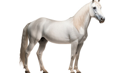 Obraz na płótnie Canvas A majestic mustang horse stands out against a dark backdrop, its glossy white coat and flowing mane exuding grace and power as it gazes into the distance with an air of quiet strength