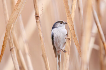 もふもふで可愛いエナガ（エナガ科）。

日本国埼玉県北葛飾郡、まつぶし緑の丘公園にて。
2023年12月30日撮影。

Fluffy and Lovely long-tailed tit (Aegithalos caudatus, family comprising tits).

At Matsubushi midorinooka park, Kitakatsushika-gun, Saitam