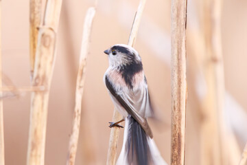 もふもふで可愛いエナガ（エナガ科）。

日本国埼玉県北葛飾郡、まつぶし緑の丘公園にて。
2023年12月30日撮影。

Fluffy and Lovely long-tailed tit (Aegithalos caudatus, family comprising tits).

At Matsubushi midorinooka park, Kitakatsushika-gun, Saitam