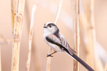 もふもふで可愛いエナガ（エナガ科）。

日本国埼玉県北葛飾郡、まつぶし緑の丘公園にて。
2023年12月30日撮影。

Fluffy and Lovely long-tailed tit (Aegithalos caudatus, family comprising tits).

At Matsubushi midorinooka park, Kitakatsushika-gun, Saitam