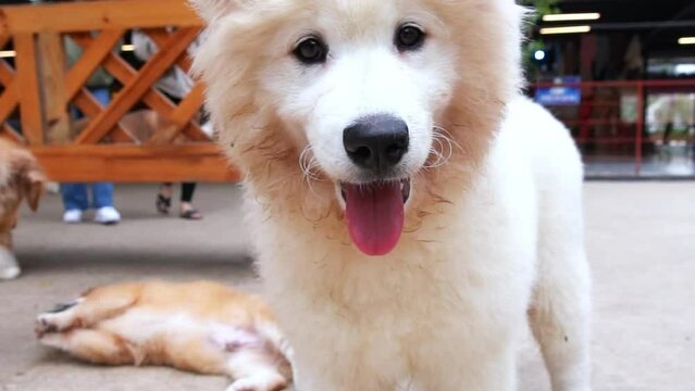 Samoyed is a breed of hunting dog originating from Siberia, this is a dog with a snow-white coat and a personality with many wolf-like characteristics that are outstanding features of this breed.