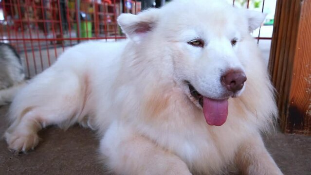 Samoyed is a breed of hunting dog originating from Siberia, this is a dog with a snow-white coat and a personality with many wolf-like characteristics that are outstanding features of this breed.