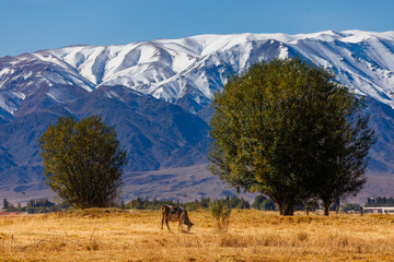 milk cow grazing in front of of mountains sunny autumn afternoon.