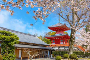 Daikakuji Temple in Kyoto, Japan with Beautiful full bloom cherry blossom garden in spring