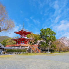 Daikakuji Temple in Kyoto, Japan with Beautiful full bloom cherry blossom garden in spring