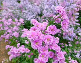 Purple and pink Margaret flowers blooming in the sunshine in the middle of a meadow. Flower garden that gives a new feeling and conspicuous. Leisure travel at flower fields during the holidays