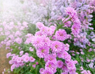 Purple and pink Margaret flowers blooming in the sunshine in the middle of a meadow. Flower garden that gives a new feeling and conspicuous. Leisure travel at flower fields during the holidays