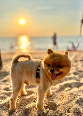 the dog with sunset looks into the distance. Corgi on the beach.

