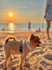 the dog with sunset looks into the distance. Corgi on the beach.

