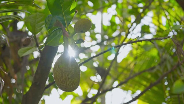 Frash Jackfruits on a jackfruit tree in the garden. Movement shot of the Morning sun flaring.