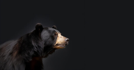 An anthropomorphic bear, resplendent and proud, stands against a black background in this animal photography portrait. - obrazy, fototapety, plakaty