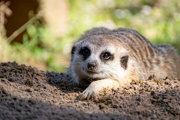 土に寝そべるミーアキャット,