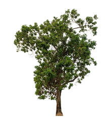 Obraz premium Tree isolated on transparent background, Tropical tree.