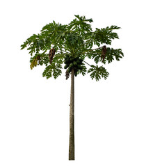 Fototapeta premium Isolated papaya tree on transparent background with clipping path and alpha channel..