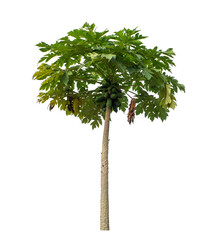 Isolated papaya tree on transparent background with clipping path and alpha channel.