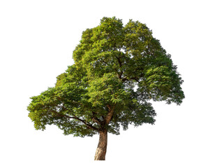 Fototapeta premium Big tree isolated on transparent background, Tropical tree.
