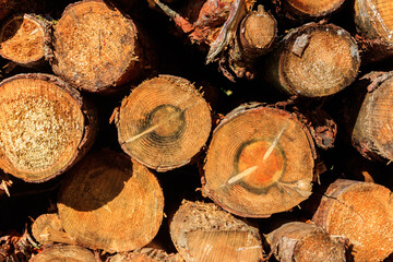 Stacked pine trunks felled by the logging timber industry