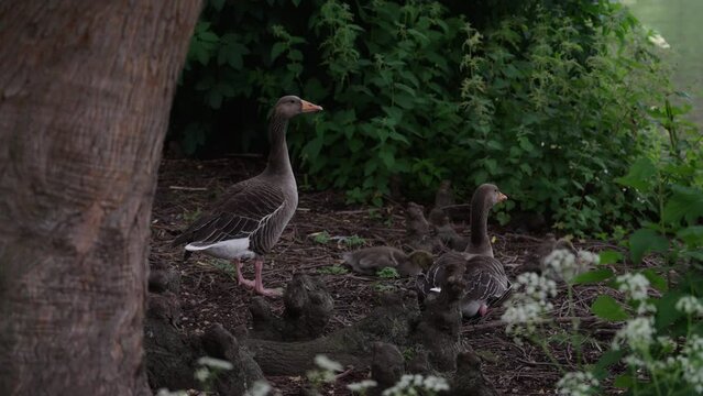 Two greylag geese and their babies under a tree, in the bushes, near water's edge at St James's Park Lake in Westminster, London, UK