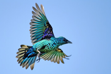 A Spangled Cotinga in mid-flight, its iridescent plumage reflecting the sunlight