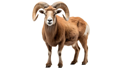 An imposing bighorn mammal stands tall with majestic curved horns, showcasing the rugged beauty of the wild and the resilience of terrestrial animals