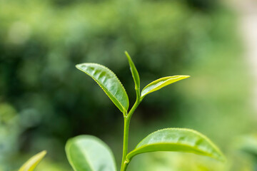 Top of Green tea leaf in the morning, tea plantation - 701571494