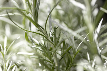 Fresh Rosemary Herb grow outdoor. Rosemary leaves Close-up.