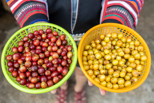 harvesting coffee berries by agriculture. Coffee beans ripening on the tree in North of Thailand
