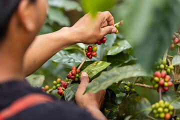 harvesting coffee berries by agriculture. Coffee beans ripening on the tree in North of Thailand