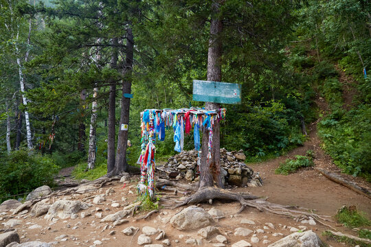 A hiking trail in the forest, a national park in the Republic of Buryatia. Colored ribbons on the trunk of a tree for making wishes.