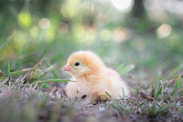A chicken baby in the garden