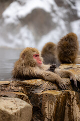 Obraz premium Red-cheeked monkey in a hot spring in Japan. Snow Monkey Japanese Macaques bathe in onsen hot springs of Nagano, Japan
