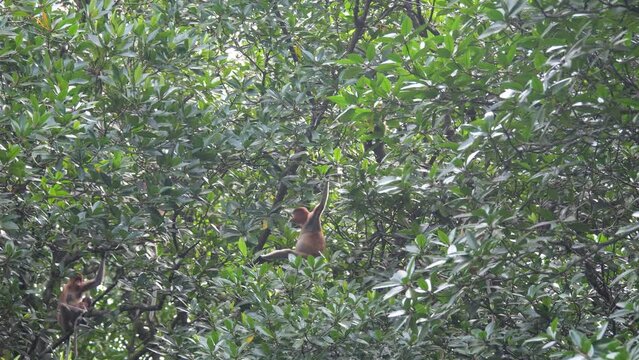 Selective focus proboscis monkey in the wild, sitting on tree, at mangrove forest at Tarakan, Indonesia. Proboscis monkey foraging at mangrove forest. Wild nature stock footage.