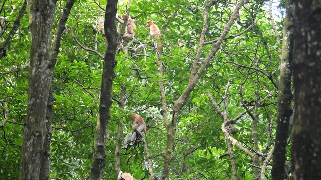 Selective focus proboscis monkey in the wild, sitting on tree, at mangrove forest at Tarakan, Indonesia. Proboscis monkey foraging at mangrove forest. Wild nature stock footage.