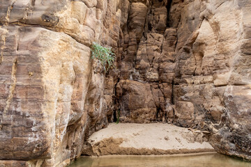 Rare  living green bushes grow from high cliffs at end of Mujib River Canyon hiking trail in Wadi Al Mujib in Jordan