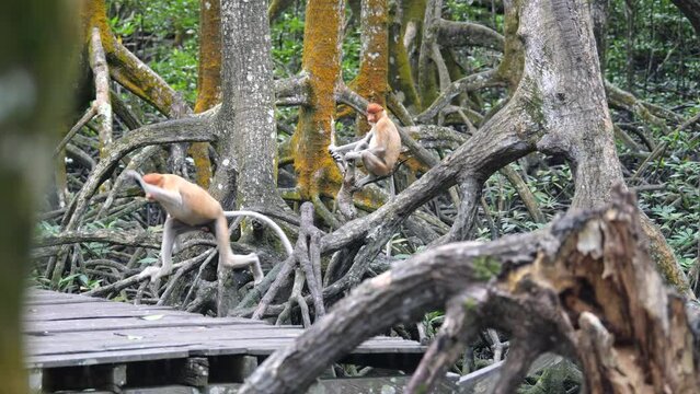 Selective focus proboscis monkey in the wild, sitting on tree, at mangrove forest at Tarakan, Indonesia. Proboscis monkey foraging at mangrove forest. Wild nature stock footage.	