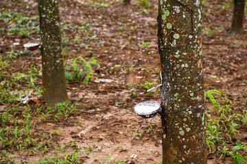 Natural latex extracted from rubber tree in plantation forest.