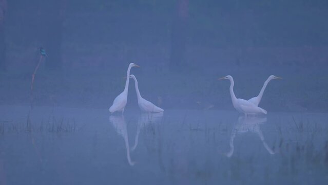 Birds in Misty morning of Winter