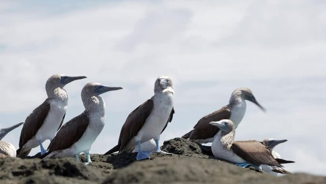 A groupd of wild blue-footed boobies (Sula nebouxii) with bright blue feet stands on a volcanic rock facing the wind on Santa Cruz Island in the Gal&aacute;pagos Islands
