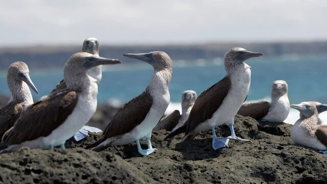 Several Blue-footed boobies (Sula nebouxii) in the Gal&aacute;pagos Islands with bright blue feet stand on volcanic rock facing the wind with the sea in the background on Santa Cruz Island.
