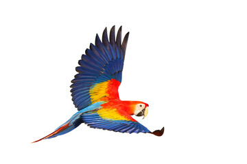 Colorful flying parrot isolated on transparent background png file