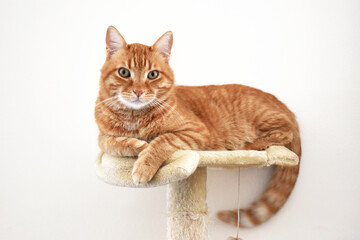 Ginger cat sitting on the cat activity center or tower or tree. Happy tabby orange cat relaxing at...
