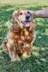 American Cocker Spaniel enjoying a leisurely walk in a green park with his owner